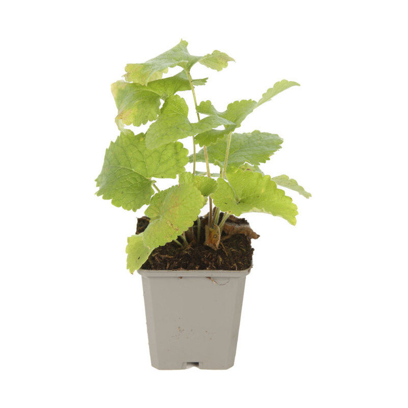 Phlomis tuberosa 20cm Godet 9cm - Phlomis