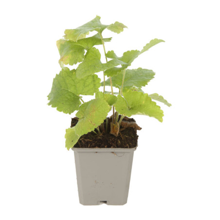 Phlomis tuberosa 20cm Godet 9cm - Phlomis