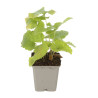 Phlomis tuberosa 20cm Godet 9cm - Phlomis