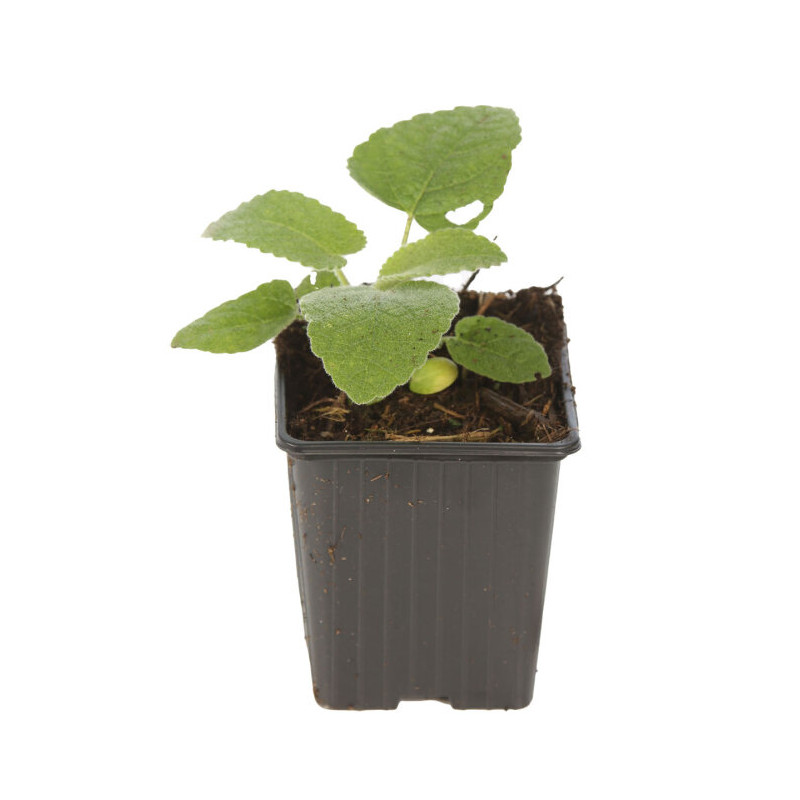 Phlomis russeliana 20cm Godet 9cm - Phlomis