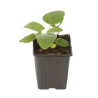 Phlomis russeliana 20cm Godet 9cm - Phlomis