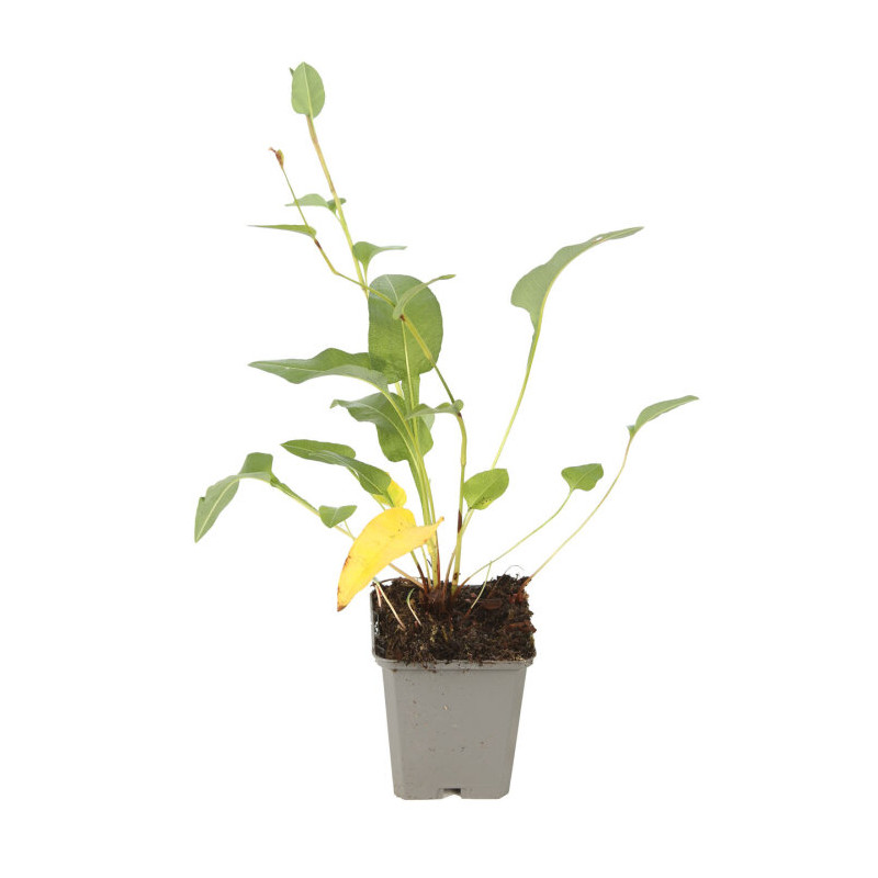 Persicaire bistorta 20cm Godet 9cm - Persicaria