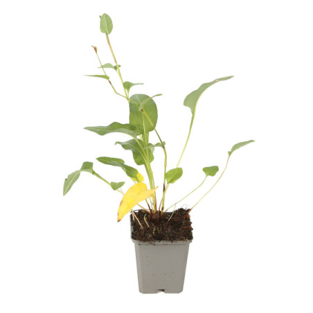 Persicaire bistorta 20cm Godet 9cm - Persicaria