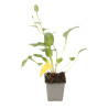 Persicaire bistorta 20cm Godet 9cm - Persicaria