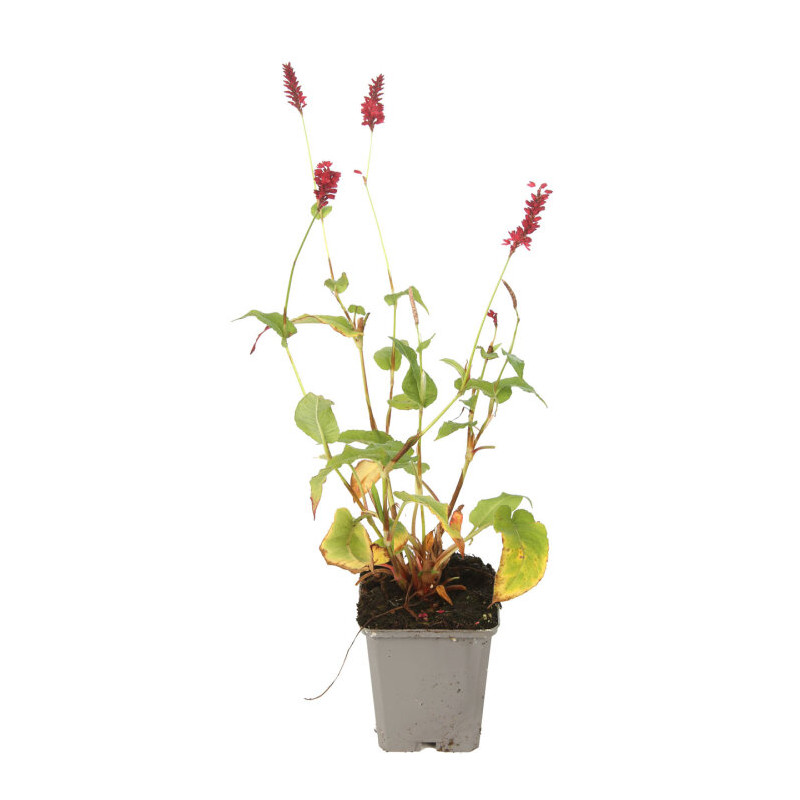 Persicaire amplexicaulis Speciosa 20cm Godet 9cm - Persicaria