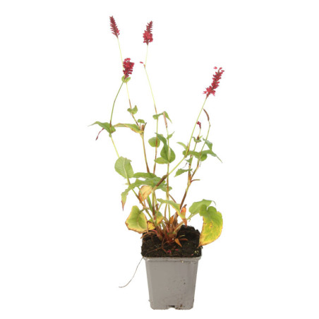 Persicaire amplexicaulis Speciosa 20cm Godet 9cm - Persicaria