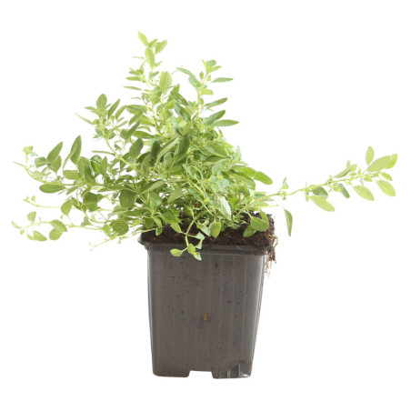 Origan vulgare 20cm Godet 9cm - Origanum