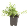 Origan vulgare 20cm Godet 9cm - Origanum