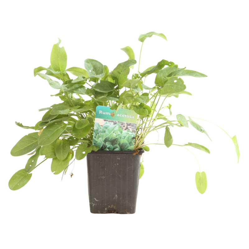Oseille acetosa 20cm Godet 9cm - Rumex