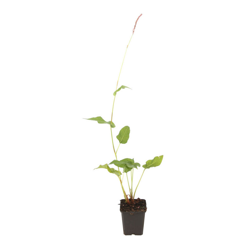 Persicaire amplexicaulis Roseum 20cm Godet 9cm - Persicaria