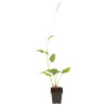 Persicaire amplexicaulis Roseum 20cm Godet 9cm - Persicaria
