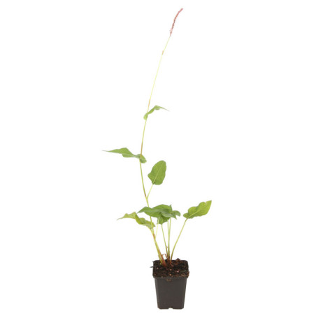 Persicaire amplexicaulis Orange Field 20cm Godet 9cm - Persicaria
