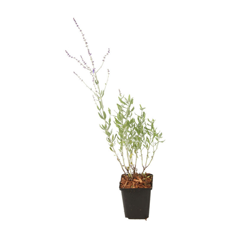 Sauge de Russie atriplicifolia Blue Steel 20cm Godet 9cm - Perovskia