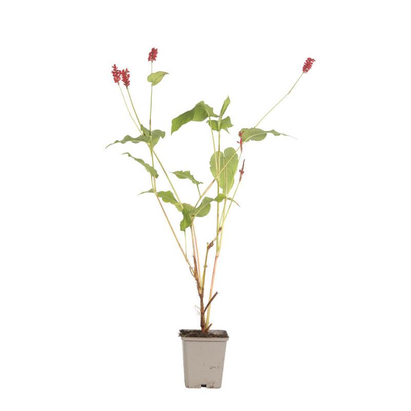 Persicaire amplexicaulis Lisan 20cm Godet 9cm - Persicaria