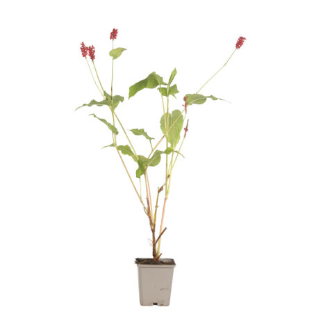 Persicaire amplexicaulis Lisan 20cm Godet 9cm - Persicaria