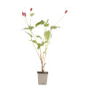 Persicaire amplexicaulis Lisan 20cm Godet 9cm - Persicaria