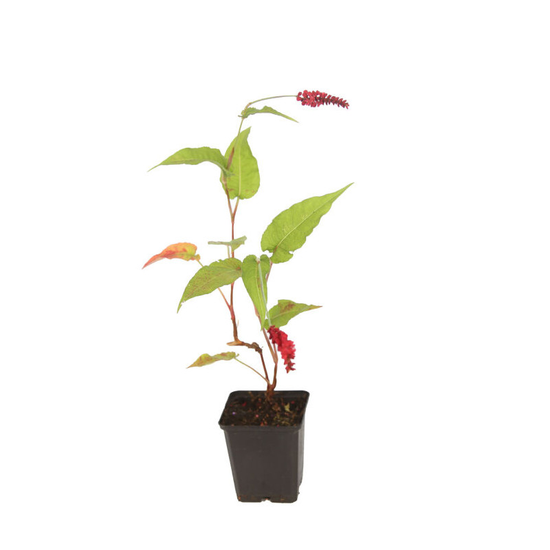 Persicaire amplexicaulis Dark Red 20cm Godet 9cm - Persicaria