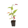 Persicaire amplexicaulis Dark Red 20cm Godet 9cm - Persicaria