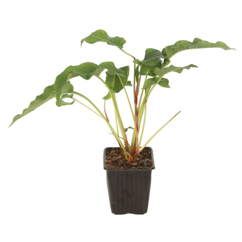 Persicaire amplexicaulis Blackfield 20cm Godet 9cm - Persicaria