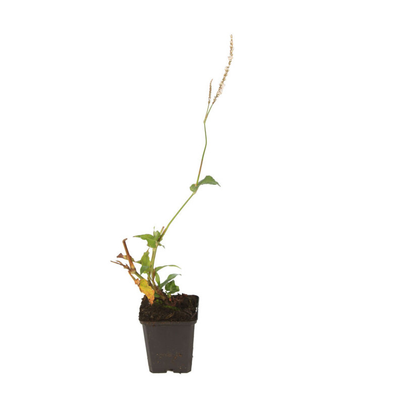 Persicaire amplexicaulis Alba 20cm Godet 9cm - Persicaria