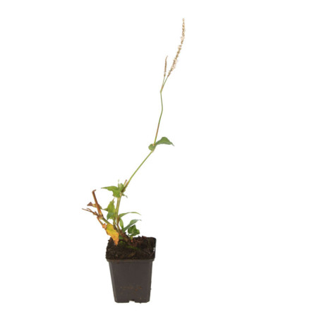 Persicaire amplexicaulis Alba 20cm Godet 9cm - Persicaria