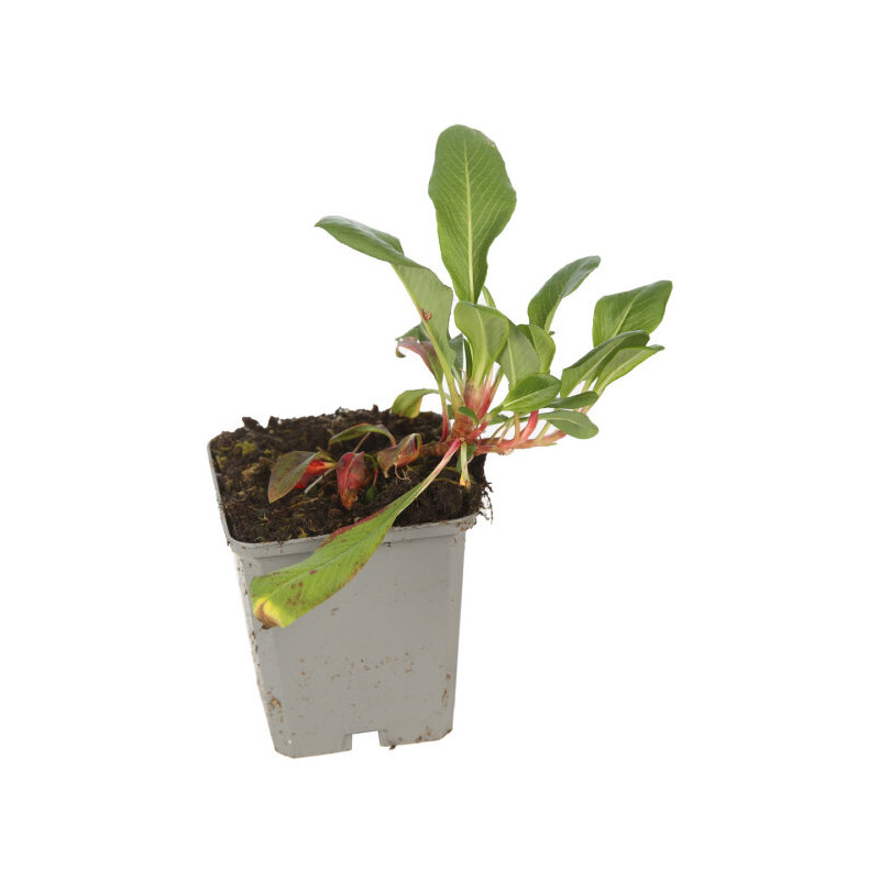 Persicaire affinis Superba 20cm Godet 9cm - Persicaria