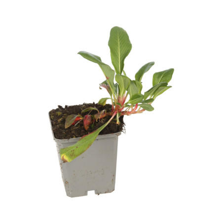Persicaire affinis Superba 20cm Godet 9cm - Persicaria