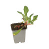 Persicaire affinis Superba 20cm Godet 9cm - Persicaria