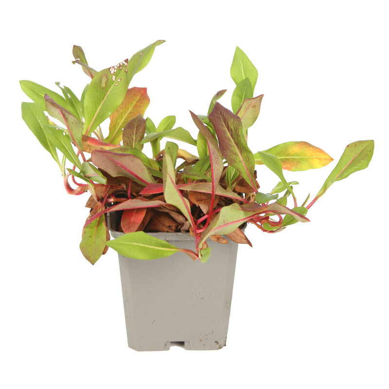 Persicaire affinis Donald Lowndes 20cm Godet 9cm - Persicaria