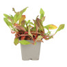 Persicaire affinis Donald Lowndes 20cm Godet 9cm - Persicaria