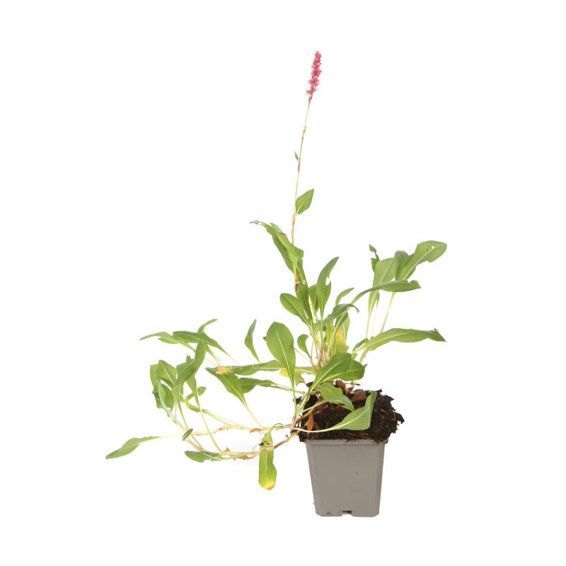 Persicaire affinis Darjeeling Red 20cm Godet 9cm - Persicaria