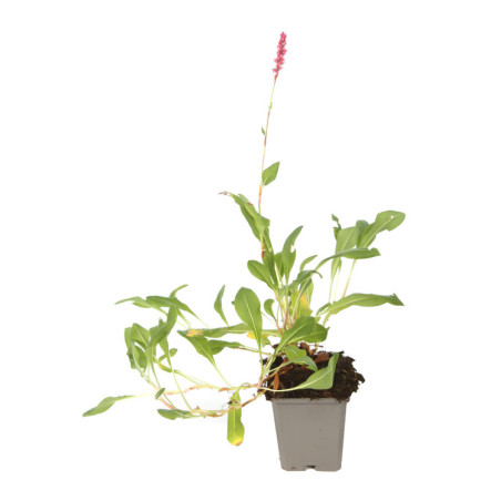 Persicaire affinis Darjeeling Red 20cm Godet 9cm - Persicaria