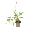 Persicaire affinis Darjeeling Red 20cm Godet 9cm - Persicaria