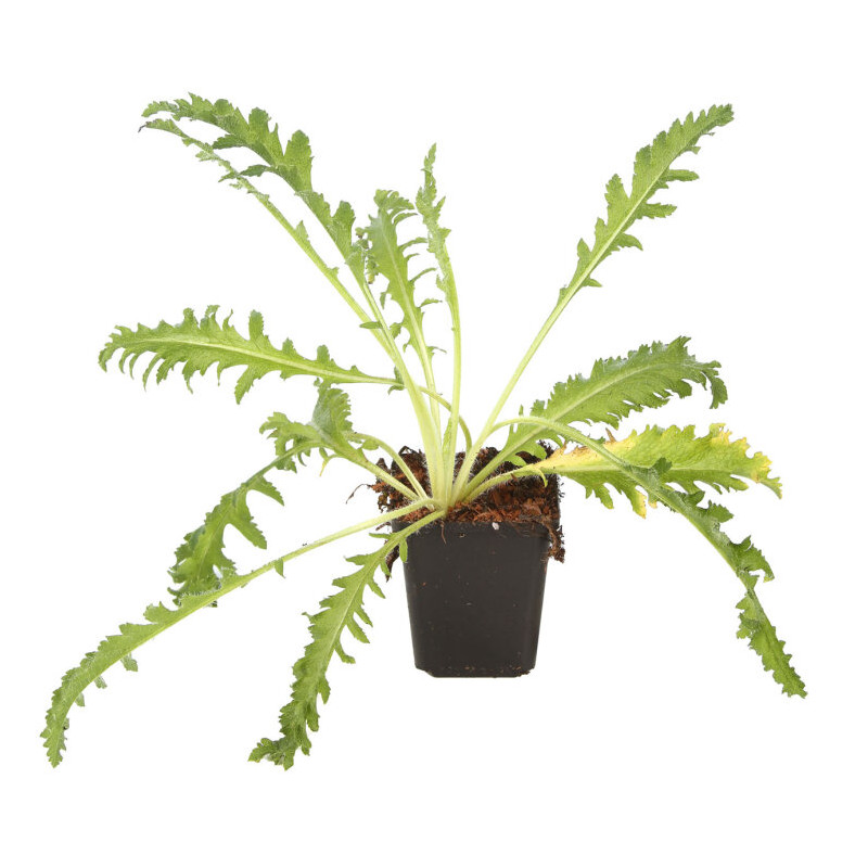 Pavot orientale Royal Wedding 20cm Godet 9cm - Papaver