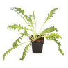 Pavot orientale Royal Wedding 20cm Godet 9cm - Papaver