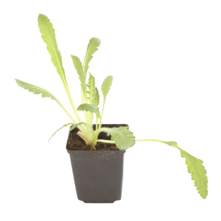 Pavot orientale Prinzessin Viktoria Louise 20cm Godet 9cm - Papaver