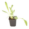 Pavot orientale Prinzessin Viktoria Louise 20cm Godet 9cm - Papaver