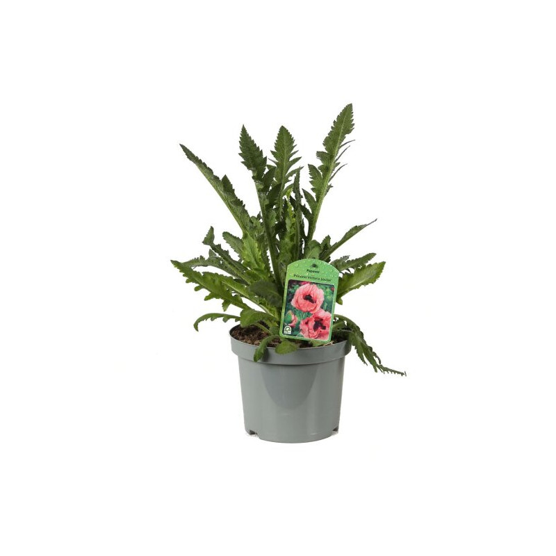 Pavot orientale Brilliant 20cm Godet 9cm - Papaver