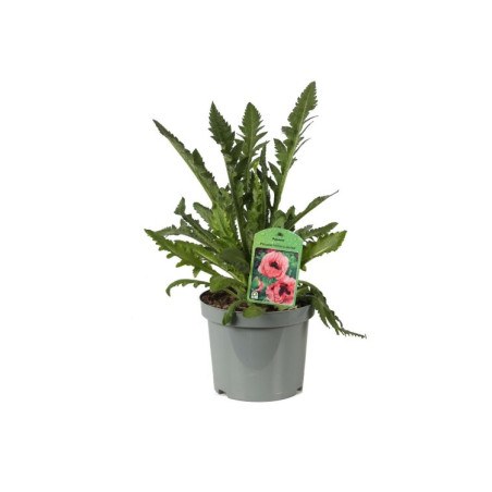 Pavot orientale Brilliant 20cm Godet 9cm - Papaver
