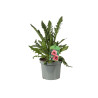 Pavot orientale Brilliant 20cm Godet 9cm - Papaver