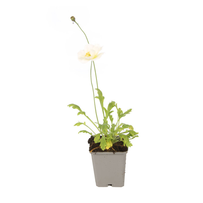 Pavot nudicaule Gartenzwerg 20cm Godet 9cm - Papaver