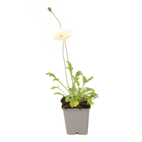 Pavot nudicaule Gartenzwerg 20cm Godet 9cm - Papaver