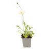 Pavot nudicaule Gartenzwerg 20cm Godet 9cm - Papaver
