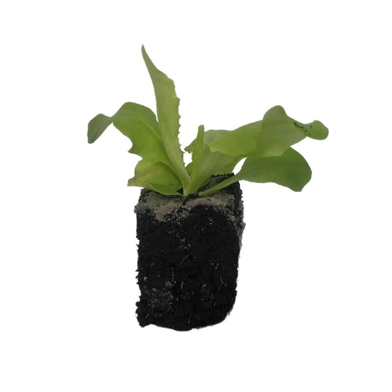 6 plants Laitues Pommée Justine motte 4 cm