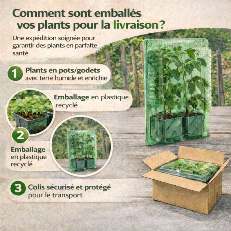 6 plants Laitues Pommée Justine motte 4 cm