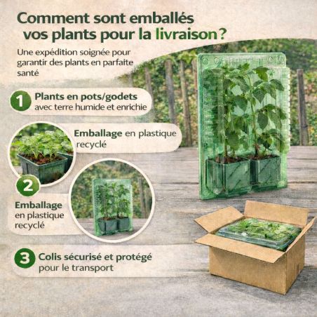 6 plants Laitues Pommée Justine motte 4 cm