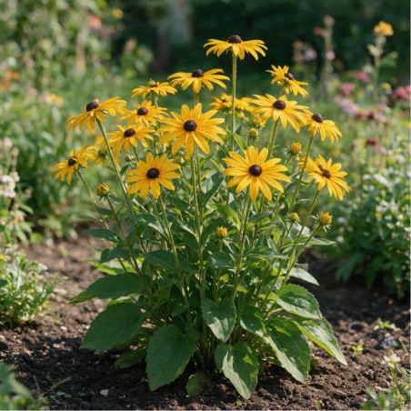 Rudbeckia fulgida Goldsturm 20cm Godet 9cm - Rudbeckia