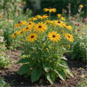 Rudbeckia fulgida Goldsturm 20cm Godet 9cm - Rudbeckia