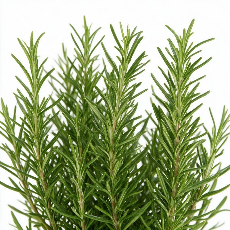 Romarin officinalis 20cm Godet 9cm - Rosmarinus