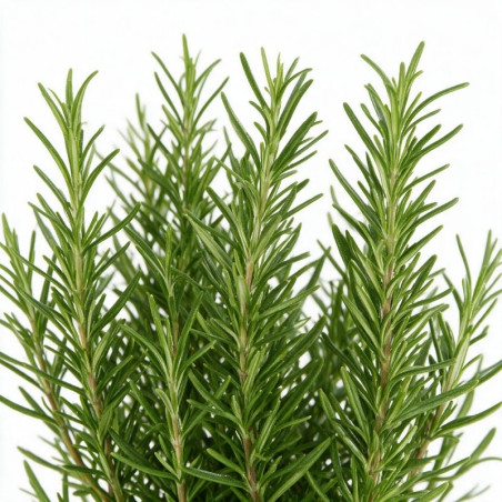 Romarin officinalis 20cm Godet 9cm - Rosmarinus